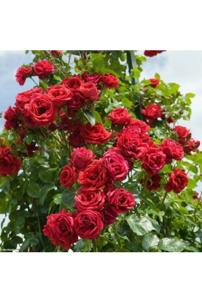 Ароматна троянда Бельканто у повному цвітінні